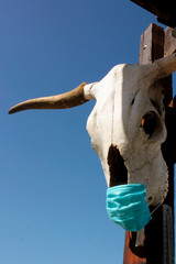 Cr&aacute;neo de bovino con cubre boca