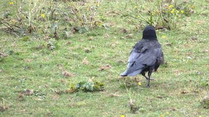 A murder of Crows teach their fledglings to hunt snails