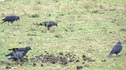 A murder of Crows teach their fledglings to hunt snails