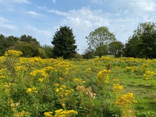 A field with wild yellow plants, long grasses, and trees in the distance in, Bradford, Yorkshire, UK