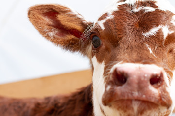 A young calf on a rural farm. 