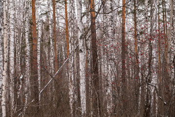 Pines and birches in the winter forest