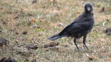A murder of Crows teach their fledglings to hunt snails