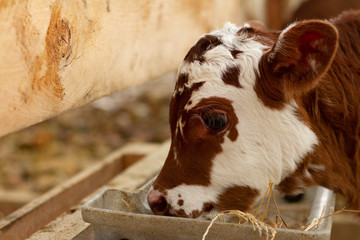 A young calf on a rural farm. 