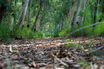 Eucalyptus plant on the pathway in the jungle