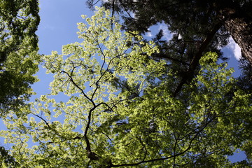 新緑と青空