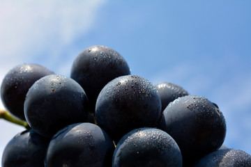 甘くて瑞々しい大きな葡萄、巨峰。食べ物イメージ素材