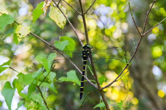 494 件の最適な オニヤンマ 画像 ストック写真 ベクター Adobe Stock 494 件の最適な オニヤンマ 画像 ストック写真 ベクター Adobe Stock