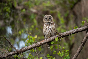 Barred Owl in Florida 