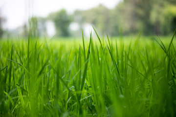 Green rice plants in the field