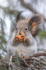 The squirrel with nut sits on a fir branches in the winter or autumn.