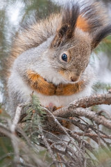 The squirrel sits on a branches in the winter or autumn
