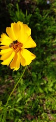 yellow flower and a bee