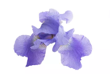 Tuinposter iris flower isolated © ksena32