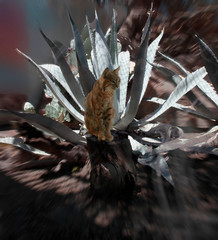 Gato mont&eacute;s mexicano