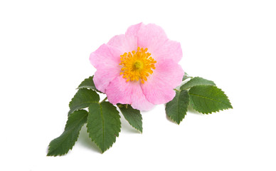 rosehip flower isolated