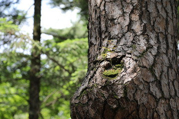 pine tree in the forest