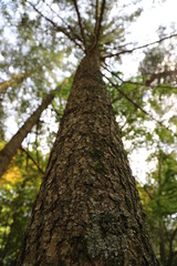 pine tree in the forest