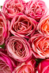beautiful roses close-up