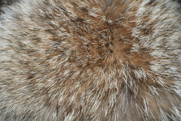 texture of long-haired raccoon fur beige

