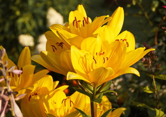 Yellow Lily flowers close-up, bright Sunny day in the Park garden decoration