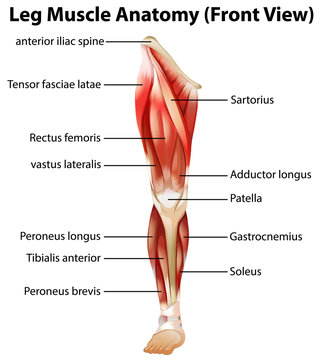 Leg Muscle Anatomy (Front View)