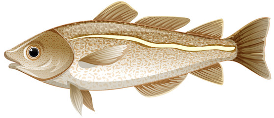 Isolated cod fish on white background © blueringmedia