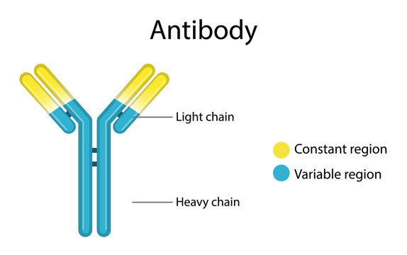 Antibody structure diagram on white background