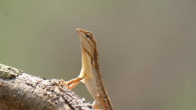 fan throated lizard UHD MP4 4k .