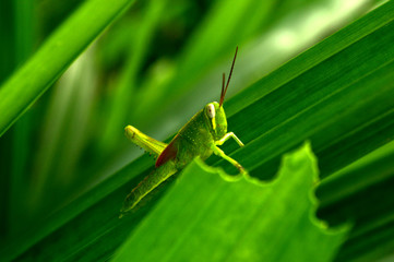 green grasshopper on a leaf