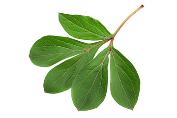 Peon flower leaf