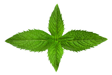 Spearmint herb leaf closeup