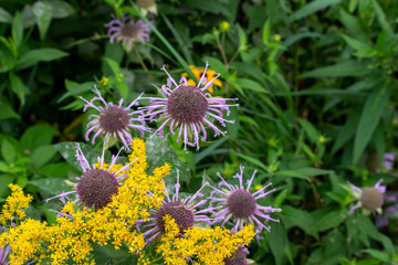 Close up view of lavender color wild bergamot wildflowers (monarda fistulosa) growing in the wild along a remote lake shore meadow