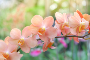 Obraz na płótnie Canvas Orange orchid in the garden.