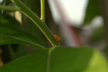 ladybird on a leaf