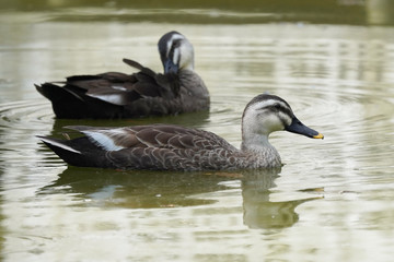 duck in water