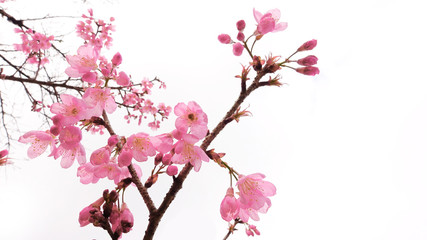 Obraz na płótnie Canvas Phaya suae flower or sakura flower in Thailand