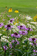 Close up view of lavender color wild bergamot wildflowers (monarda fistulosa) growing in the wild along a remote lake shore meadow