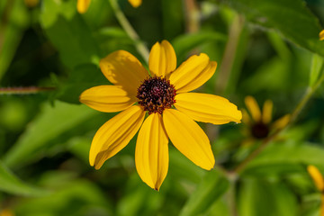 Macro view of a single brown-eyed Susan wildflower growing in it's native meadow habitat