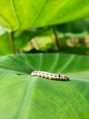Caterpiller