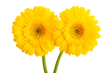 beautiful gerbera flowers isolated