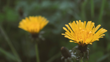 Beautiful yellow dandelion on a blurry background. Close-up of a single yellow blooming dandelion flower, 
selective focus.