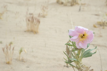 One of the finest and elegant wildflowers of the desert, desert evening primrose, white and yellow in color, large petals for its size, simplistic elegence, nature of California 