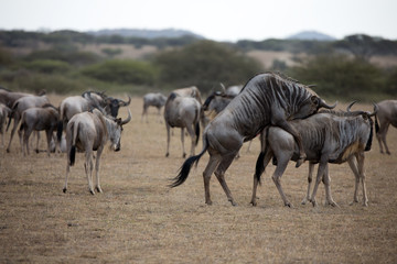 Fototapeta na wymiar The wildebeest, also called the gnu, is an antelope. Shown here in Kenya during the migration mating. 