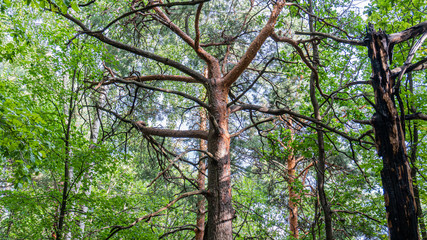 Obraz premium Fir trees in the forest, there are some burnt ones.