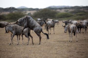 Fototapeta na wymiar The wildebeest, also called the gnu, is an antelope. Shown here in Kenya during the migration mating. 