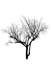 Fototapeta premium Dead tree silhouette isolated on white background 