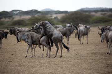 The wildebeest, also called the gnu, is an antelope. Shown here in Kenya during the migration mating. 