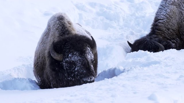 winter clip of two bison searching for grass in deep snow at yellowstone national park in wyoming, usa