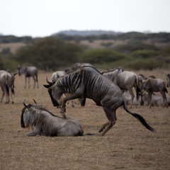The wildebeest, also called the gnu, is an antelope. Shown here in Kenya during the migration mating. Square Composition.